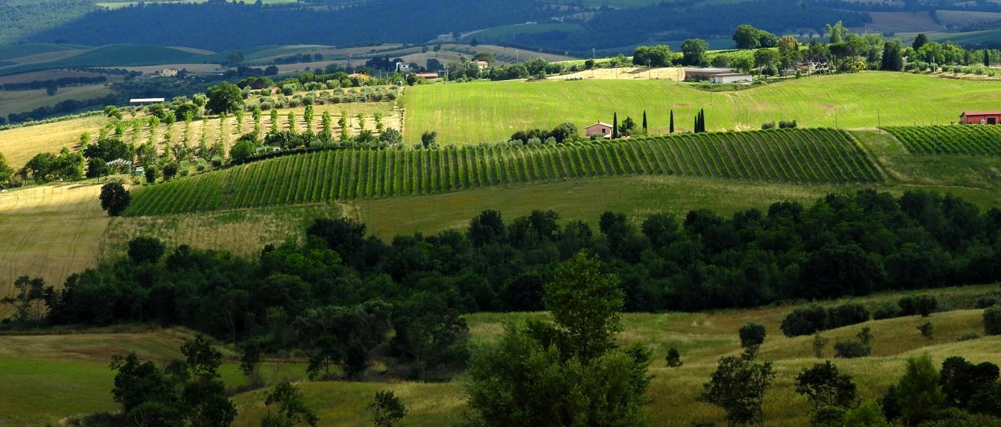 Poggio La Luna - La Casa Nel Vigneto Montemerano Exterior photo